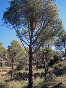 Caja nido instalada en un pino piñonero.
