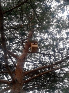 Caja nido instalada en un pino silvestre.