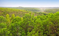 PEFC celebró el Día Mundial del Medio Ambiente con más de 2 millones de hectáreas certificadas en España