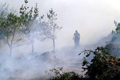 Silván desprecia al sector forestal
