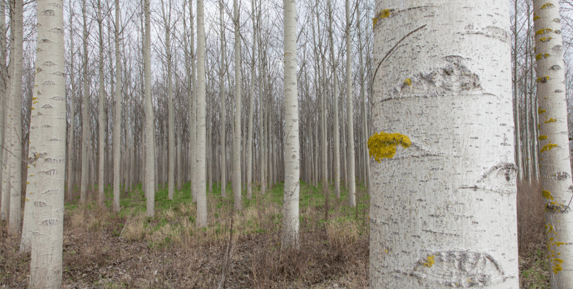 Castilla y León acogerá el II Simposio Nacional del Chopo