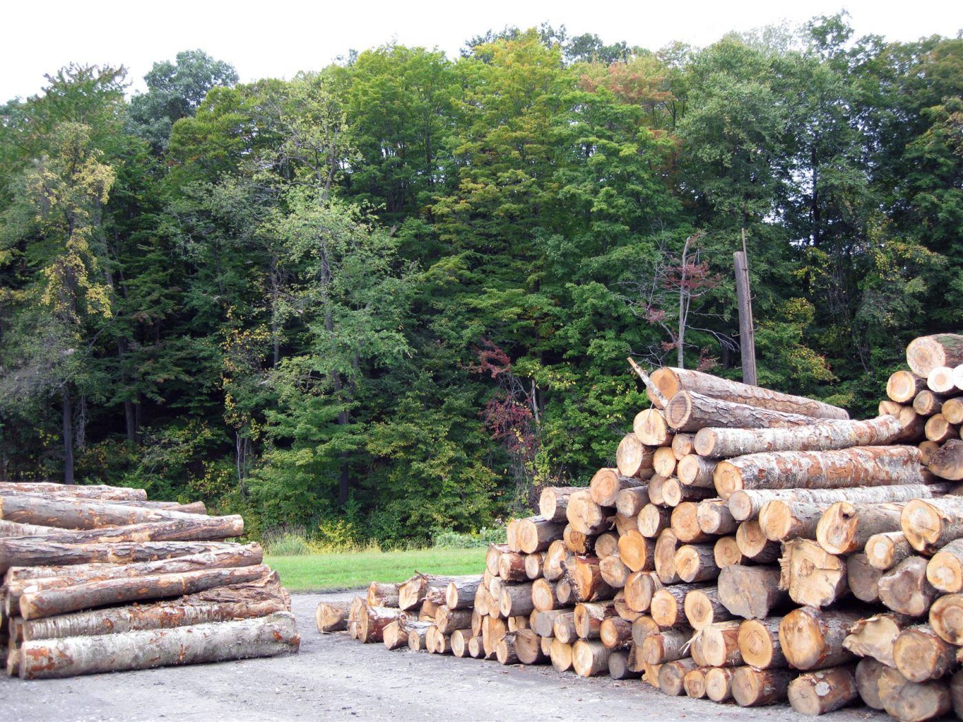Sigue aumentando el volumen de madera licitado de montes públicos