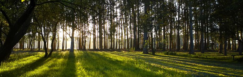 El grupo operativo GOSSGE presentó en ASTURFORESTA su proyecto de lucha contra el Gonipterus del eucalipto