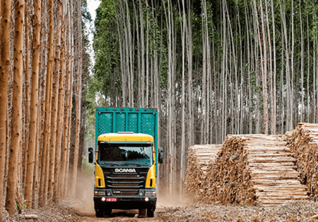 MADEREA publica todas las subastas de madera en pie y estadísticas a nivel nacional