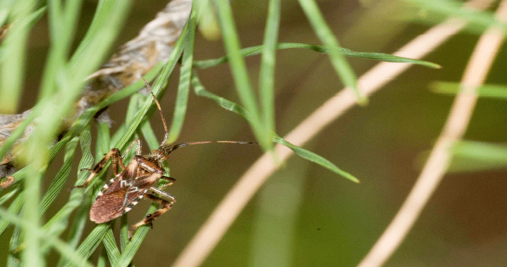ASFOVA reclama la declaración oficial de plaga al “chinche americano de las piñas”