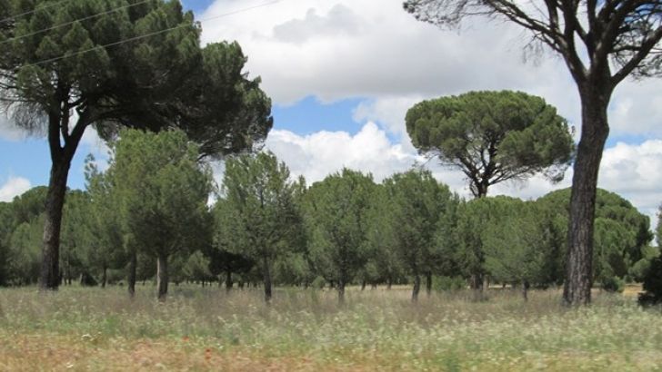 ASFOSO pide a la Junta de Castilla y León y a la clase política una profunda reflexión sobre el Decreto-Ley de medidas urgentes frente al riesgo de incendios forestales por ser lesiva para los propietarios