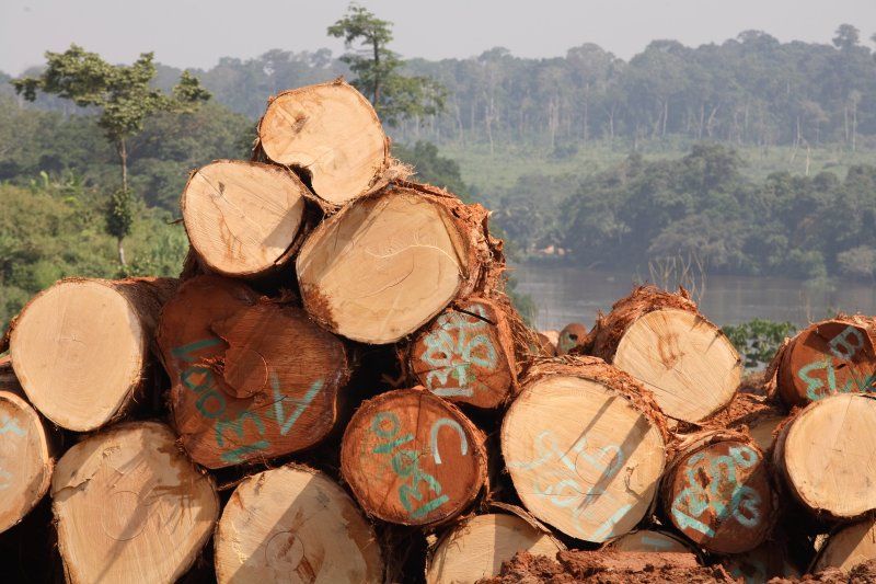 GREENPEACE denuncia la dejadez de las administraciones públicas ante la entrada de madera ilegal en España