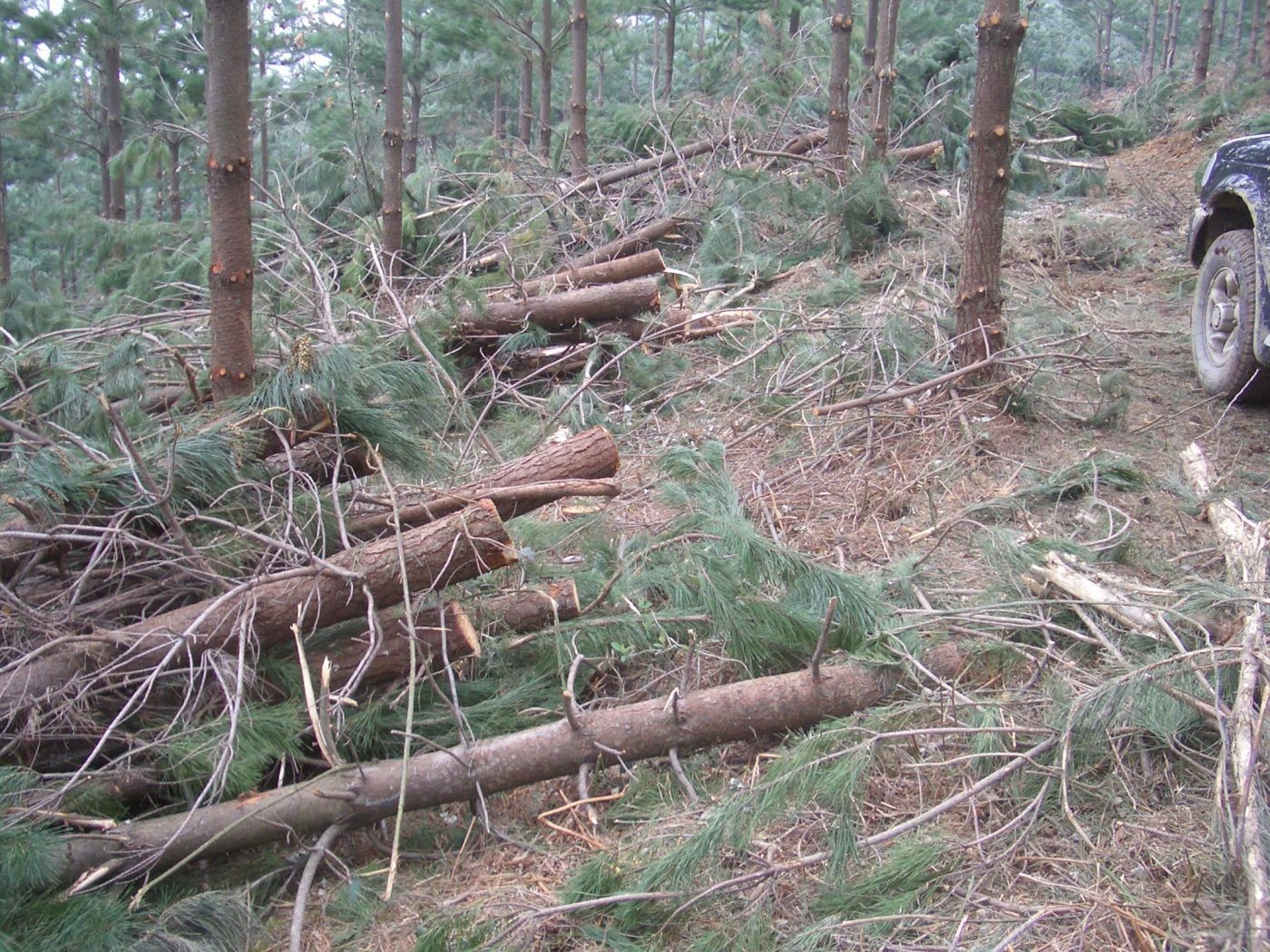 Aceptadas las reivindicaciones fiscales de los propietarios forestales gallegos