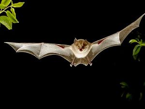 Los murciélagos, una solución a las plagas de procesionaria