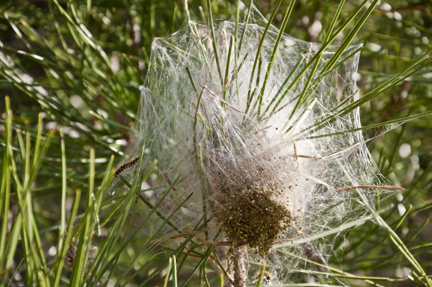 La procesionaria sale a escena