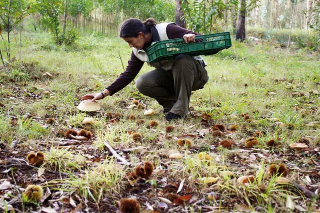 I Jornadas Micológicas de la Torre del Valle, en Zamora