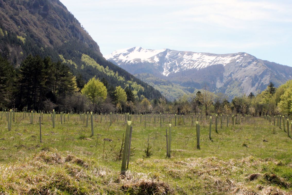 ¿Qué madera demandará la industria en una Bioeconomía del siglo XXI?