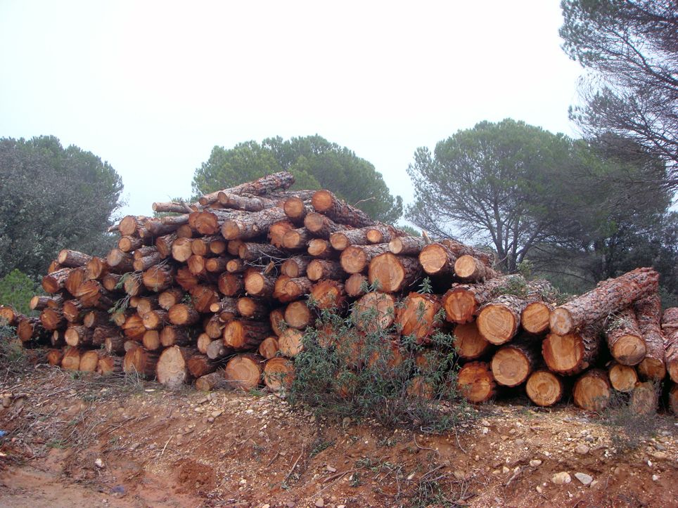 Presentación de 18 proyectos de bioeconomía forestal en Castilla y León