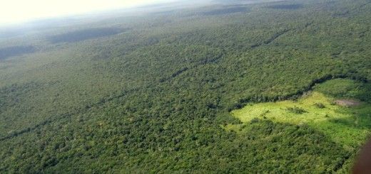 Las concesiones forestales comunitarias como una solución a la tala ilegal en las selvas de Guatemala