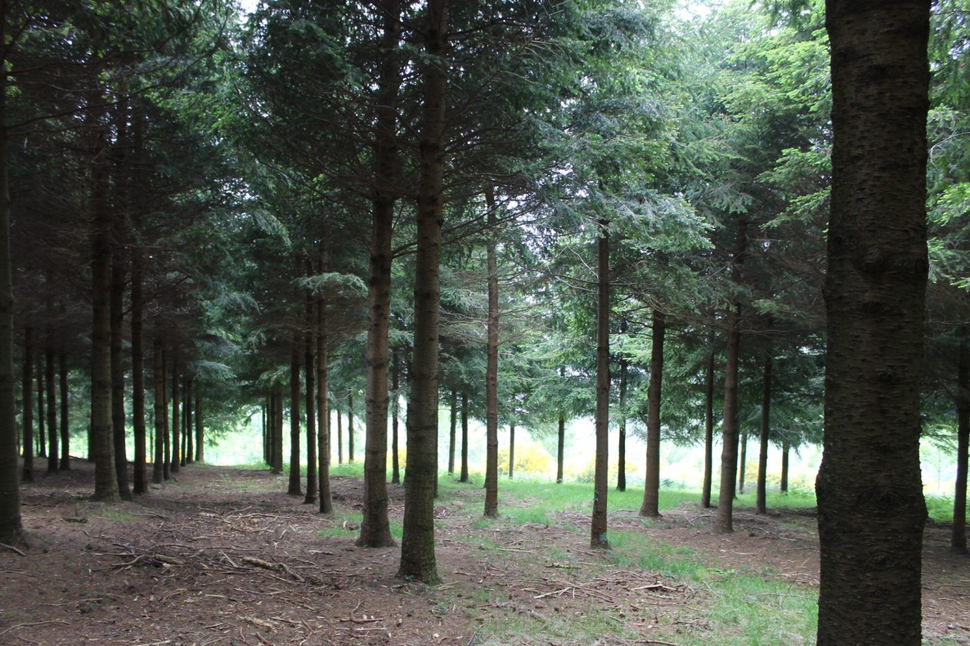 La certificación forestal en España se consolida