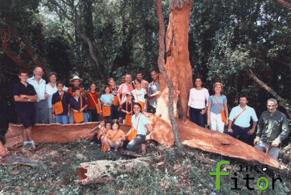 Visita un aprovechamiento de saca de corcho tradicional