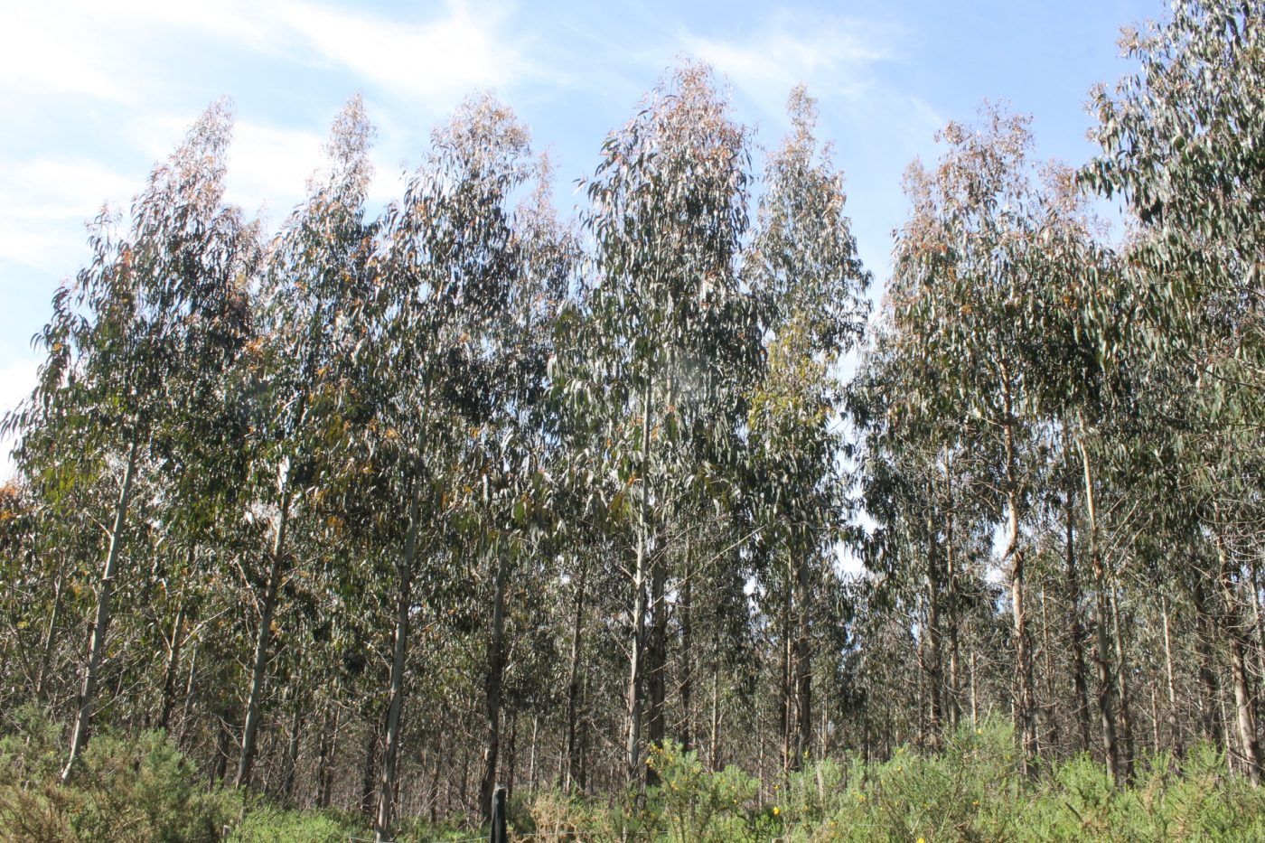 El 97% de la madera y el 69% del papel para reciclar utilizado en la fabricación de papel en España son de procedencia local