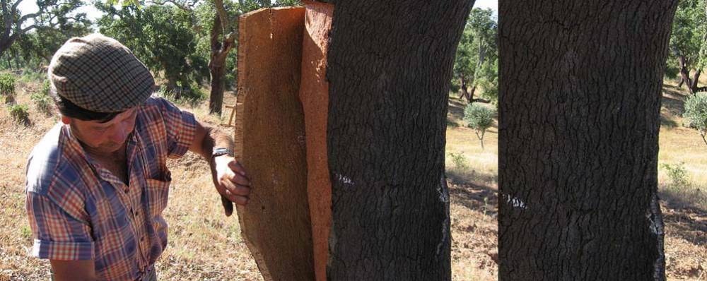 El mayor grupo de dehesas privadas del mundo apuesta por FSC