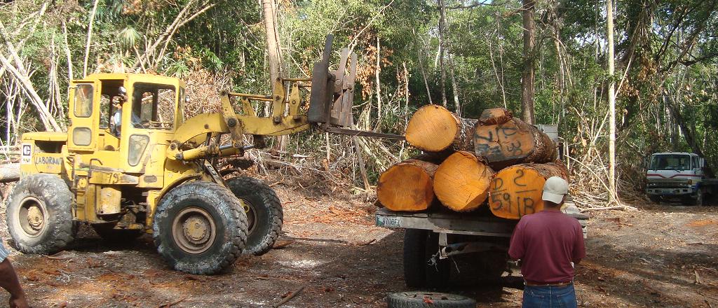 América Latina lidera el camino en el desarrollo de sistemas innovadores de trazabilidad de la madera