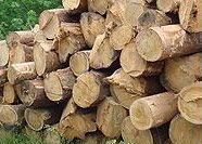 BASKEGUR organiza una jornada de trabajo sobre EUTR – Diligencia Debida