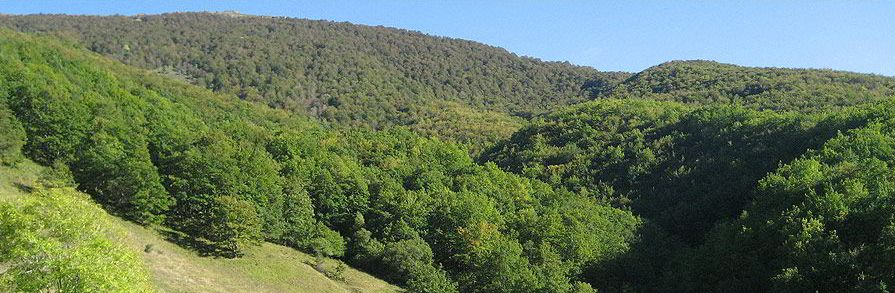 Asturias lanza una convocatoria de ayudas para el sector forestal
