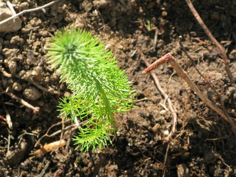 Progresa el proyecto de reforestación de BOSQUES SOSTENIBLES en la Sierra de Gredos