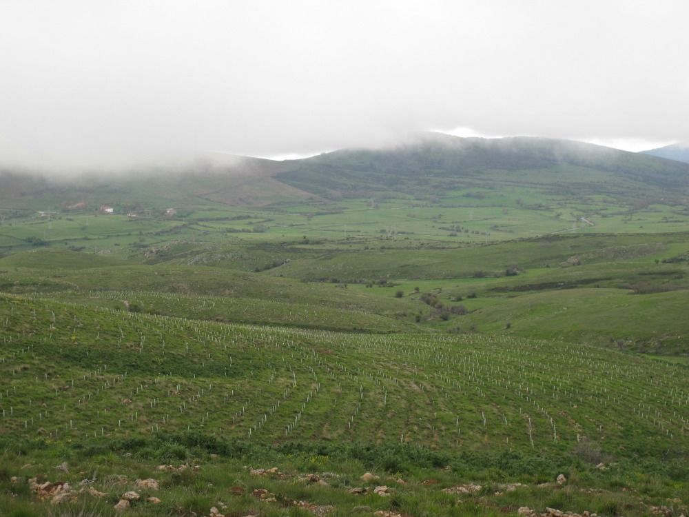 BOSQUES SOSTENIBLES en Ser Avila