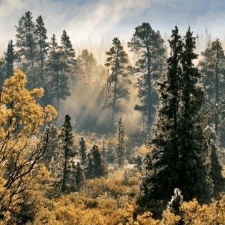 Pulpa, papel y madera de toda confianza
