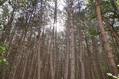 Castilla y León a la cabeza en gestión forestal sostenible