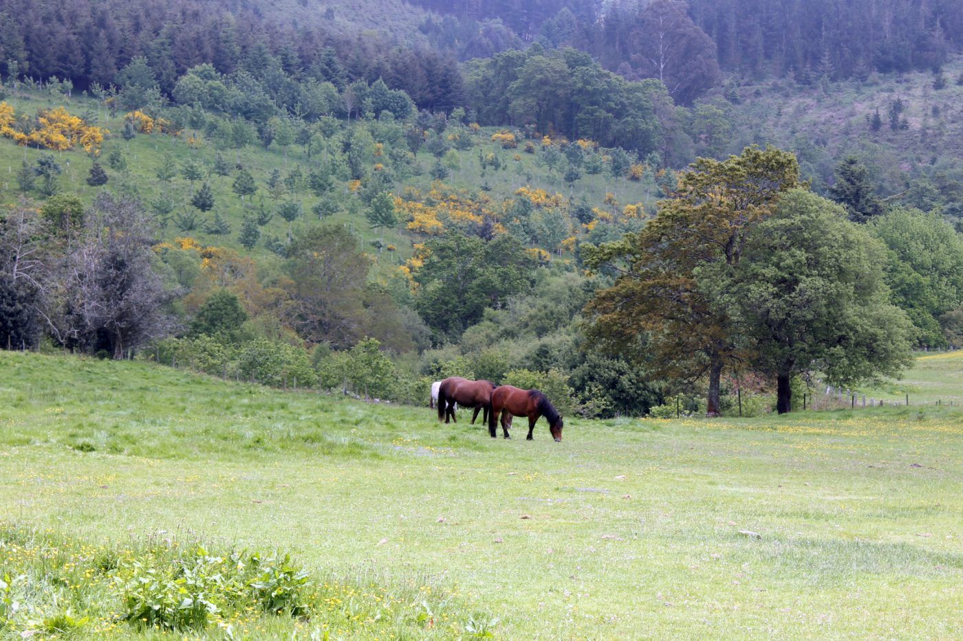 Más de 6.200 fincas rústicas se vendieron el pasado año en Galicia