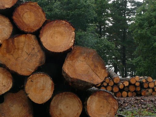 El sector de la madera de Euskadi celebrará su BASKEGUR Eguna