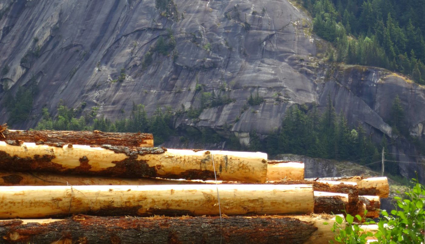 De abril a junio se ha subastado casi 1 millón de metros cúbicos de madera