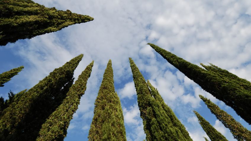 “Seguir insistiendo en que los cipreses son ignífugos es una temeridad”