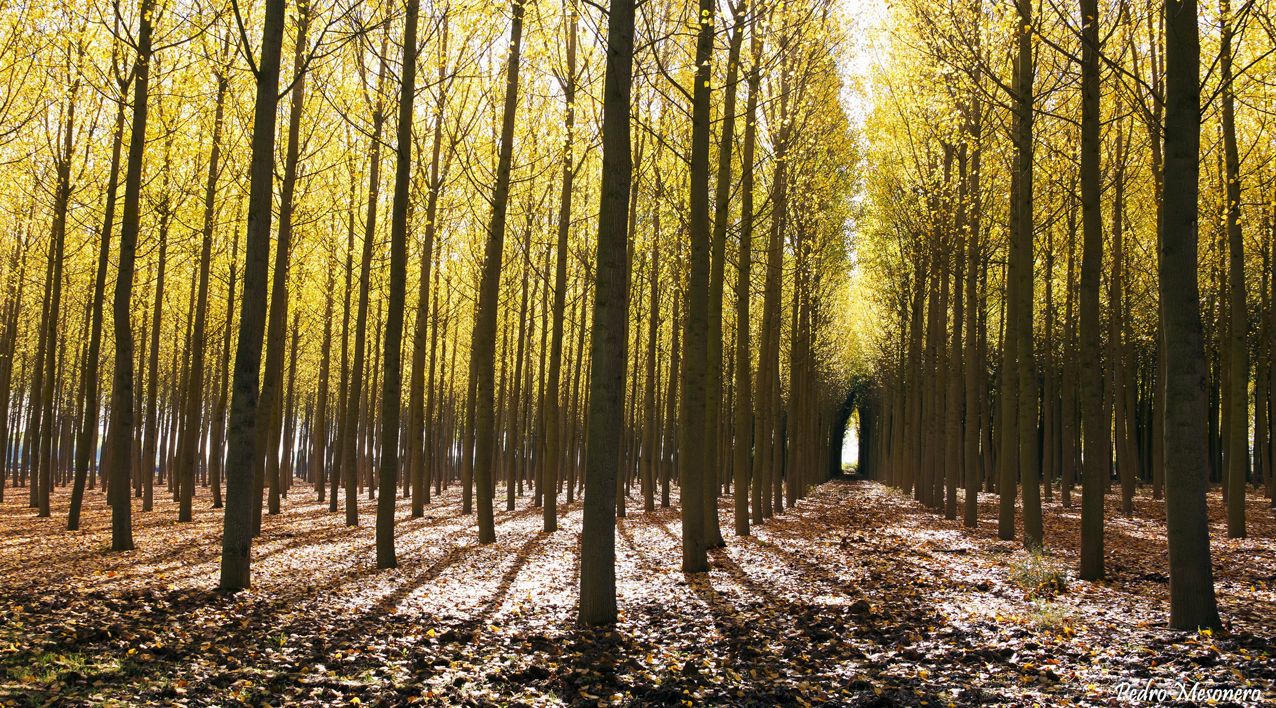 Primer Encuentro de Propietarios Forestales de Castilla y León
