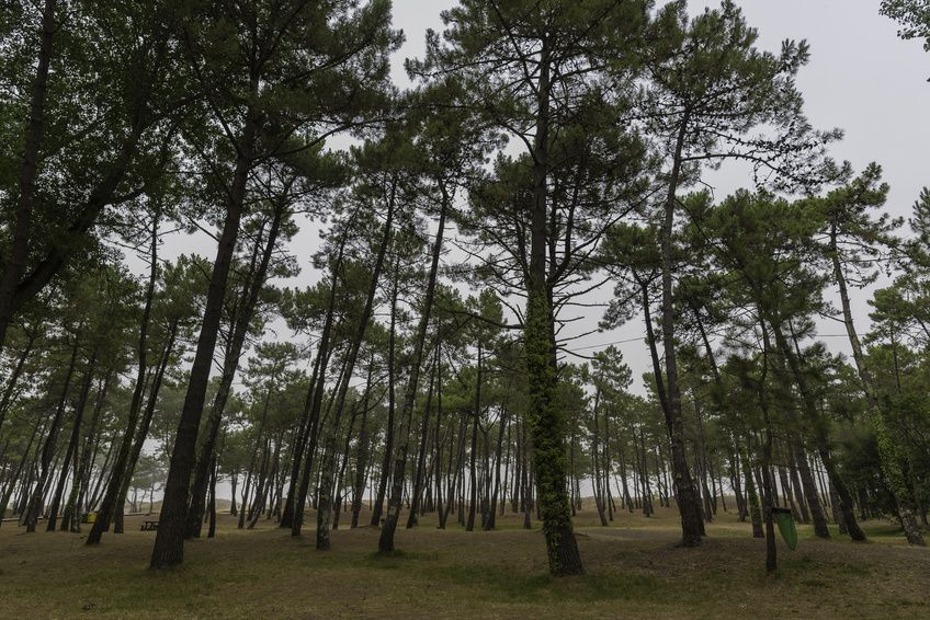 CONFEMADERA GALICIA pide a UNEMADERA apoyar al MAGRAMA