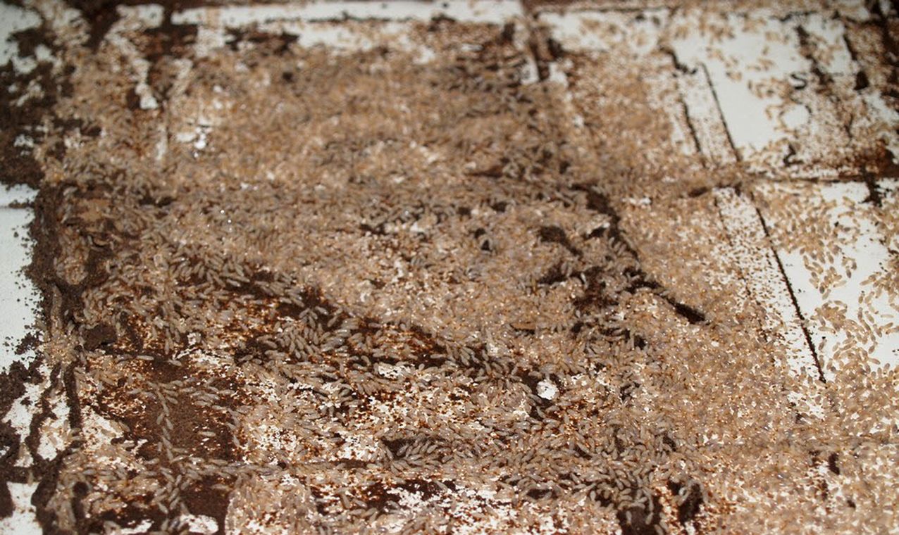 La nueva norma UNE 56418:2016 regula el protocolo de actuación en cascos urbanos afectados por termitas subterráneas