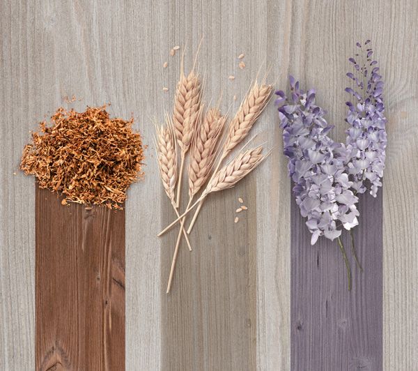 Antiche Armonie, by ICA