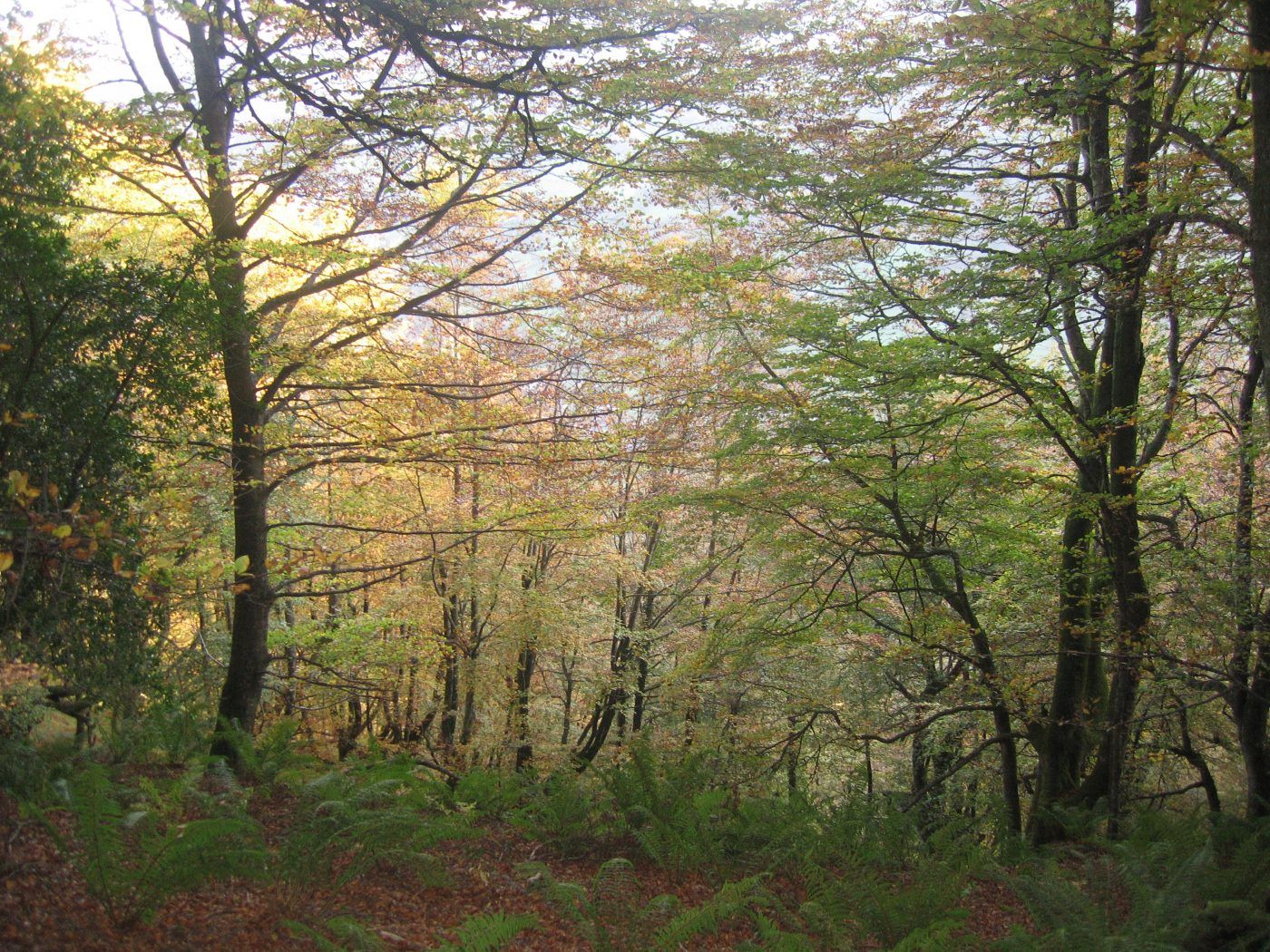 Bosques y Energía en el Día Internacional de los Bosques
