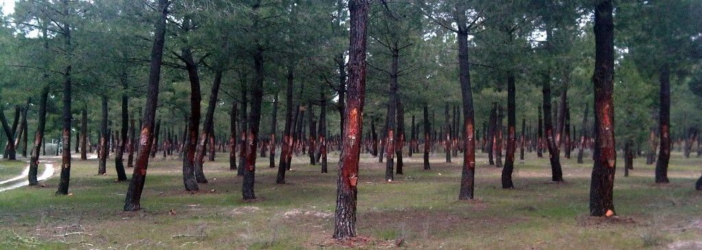 España ya cuenta con 1.600 resineros