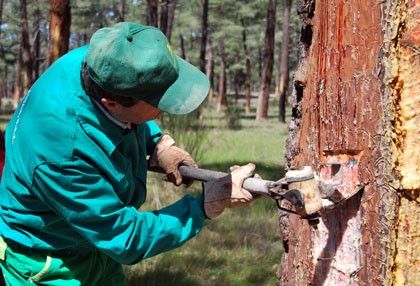 Una empresa resinera portuguesa creará 200 puestos de trabajo en la Serranía Baja conquense