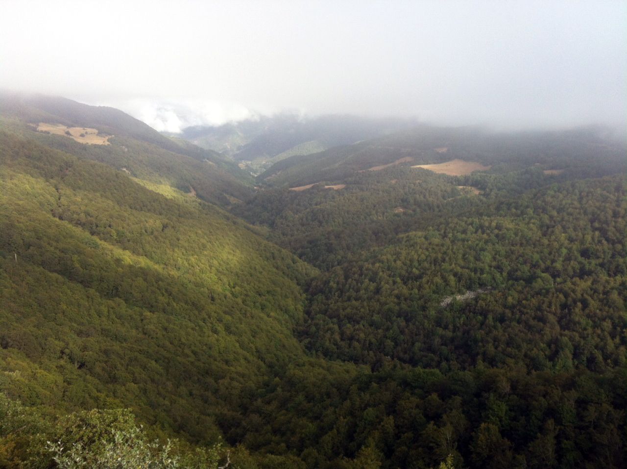 Bosques gestionados, revitalizados
