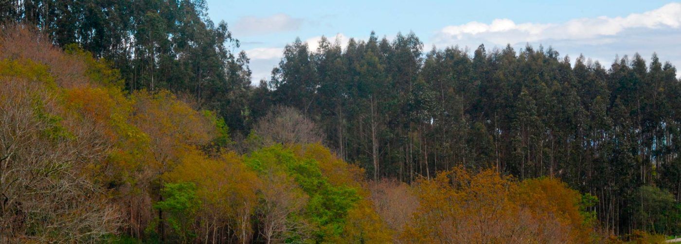 El Gobierno de Cantabria y ASPAPEL colaborarán para mejorar la competitividad del sector forestal