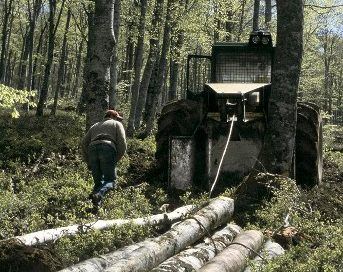 ASEMFO edita el X Estudio de Inversión y Empleo en el Sector Forestal
