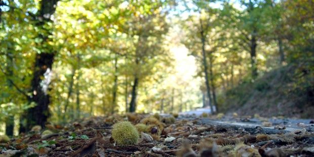 JUNTOS POR LOS BOSQUES acoge positivamente la iniciativa del Plan de Actuación Forestal promovida por el MAPAMA