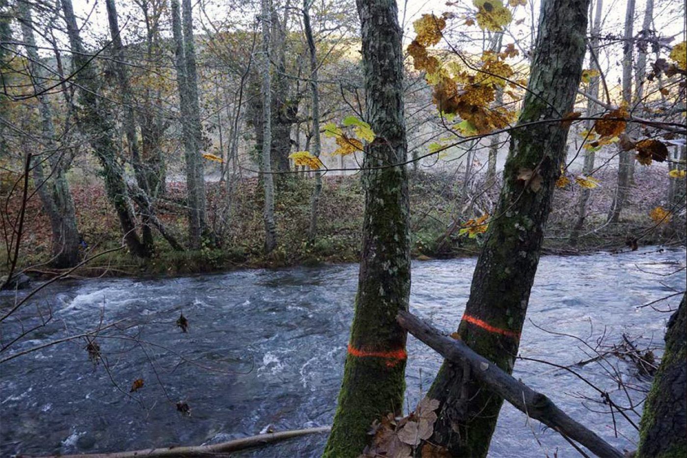 El LIFE+ DESMANIA acomete varias acciones contra el hongo que amenaza las alisedas