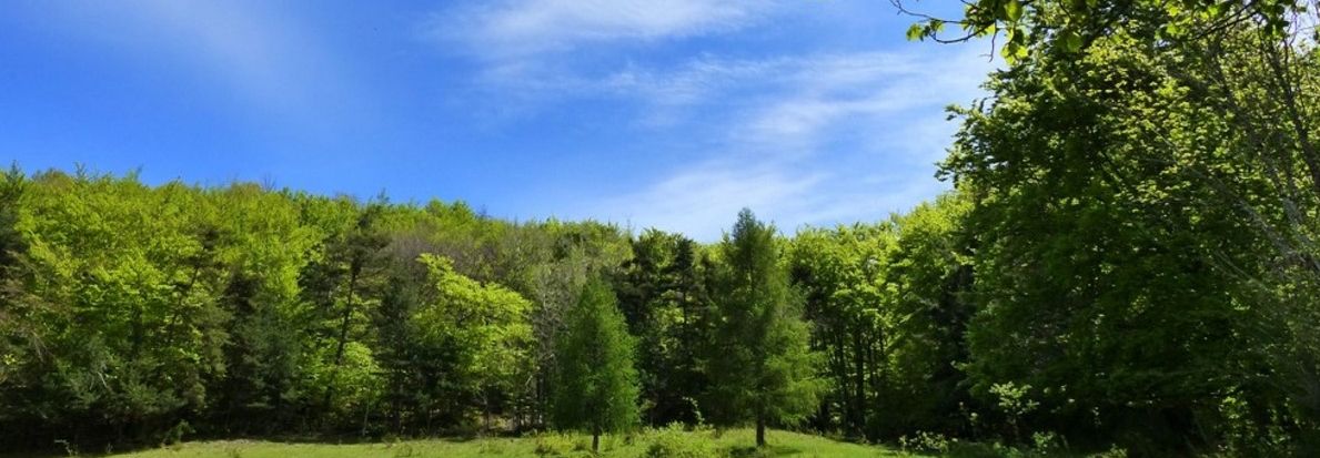 Bosques por el Clima