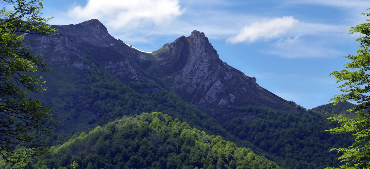 Nace FINCASFORESTALES.COM, primera web inmobiliaria especializada en activos forestales