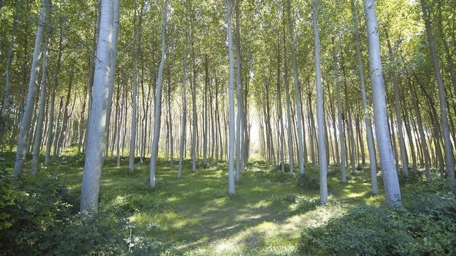 Las subastas de madera en España generan más de 13 millones de euros en el primer trimestre de 2017