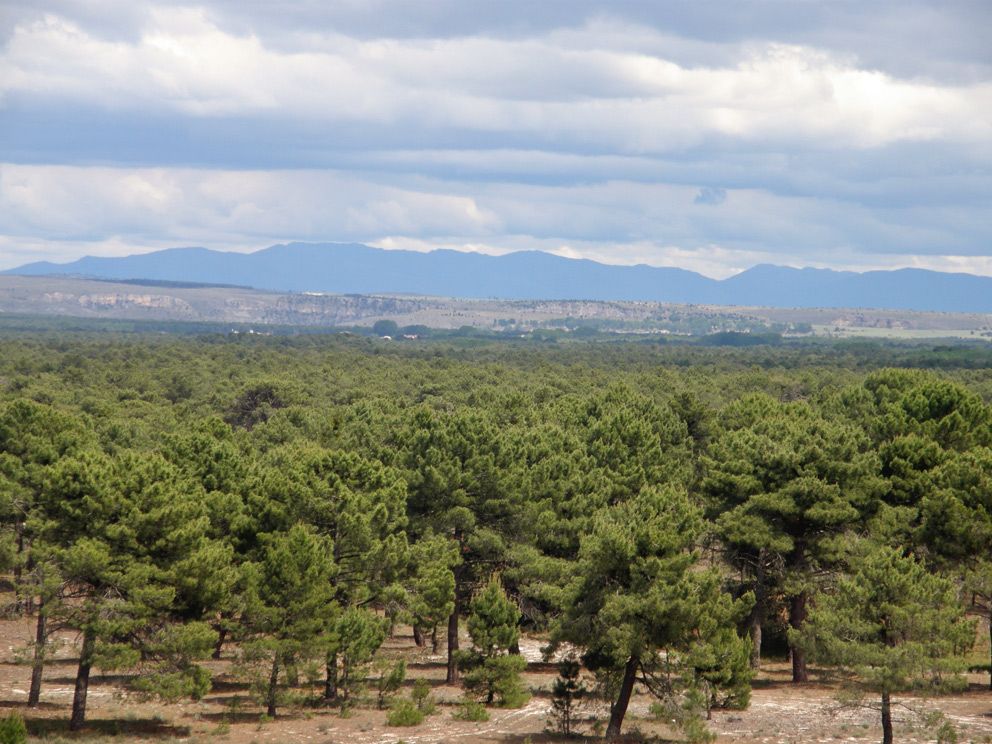 Aumentan en 2021 volumen y precio de la madera subastada de montes públicos en España