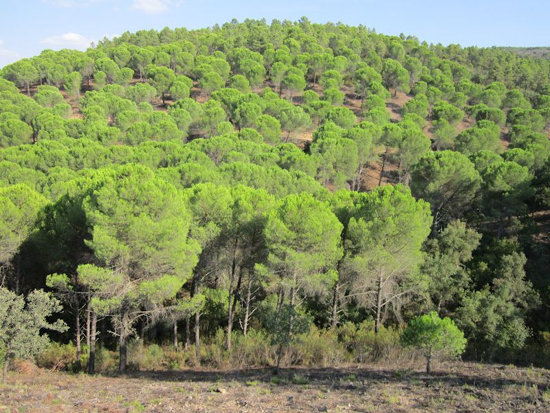 Sin soluciones inmediatas a la crisis del piñón